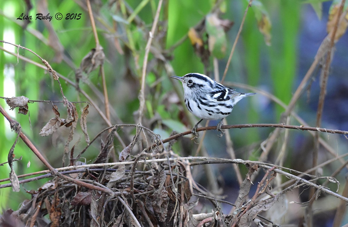 Black-and-white Warbler - Lisa Ruby