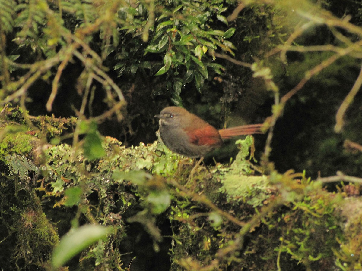 Gray-bellied Spinetail - Adrian Eisen Rupp