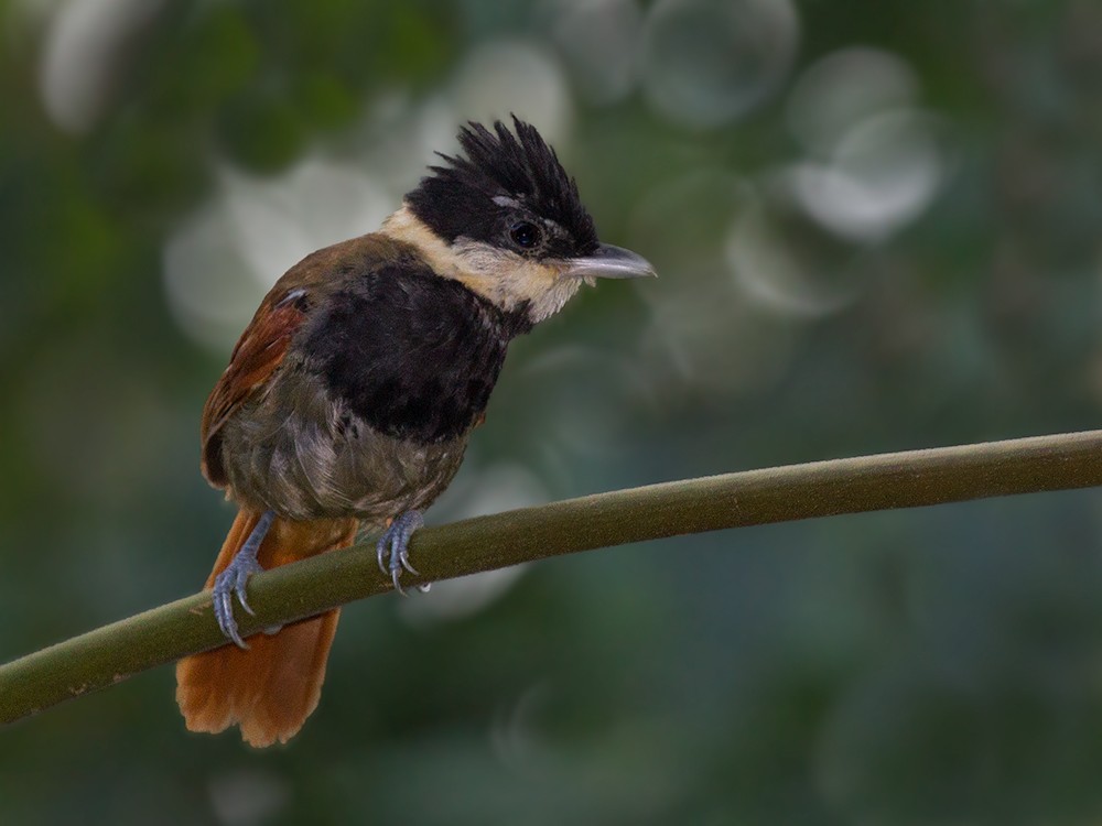 White-bearded Antshrike - ML205344761