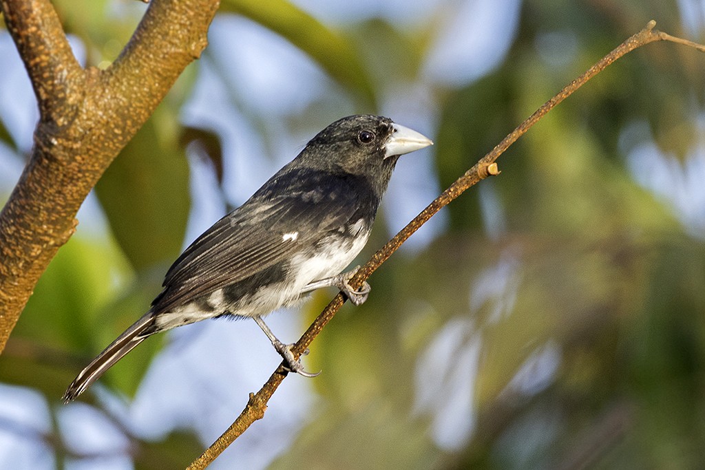 Cone-billed Tanager - ML205344831