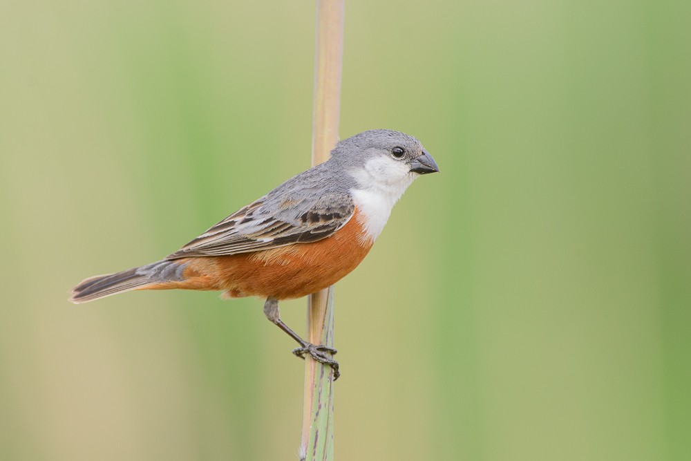 Marsh Seedeater - ML205344851