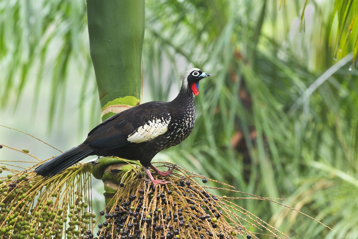Black-fronted Piping-Guan - ML205344891