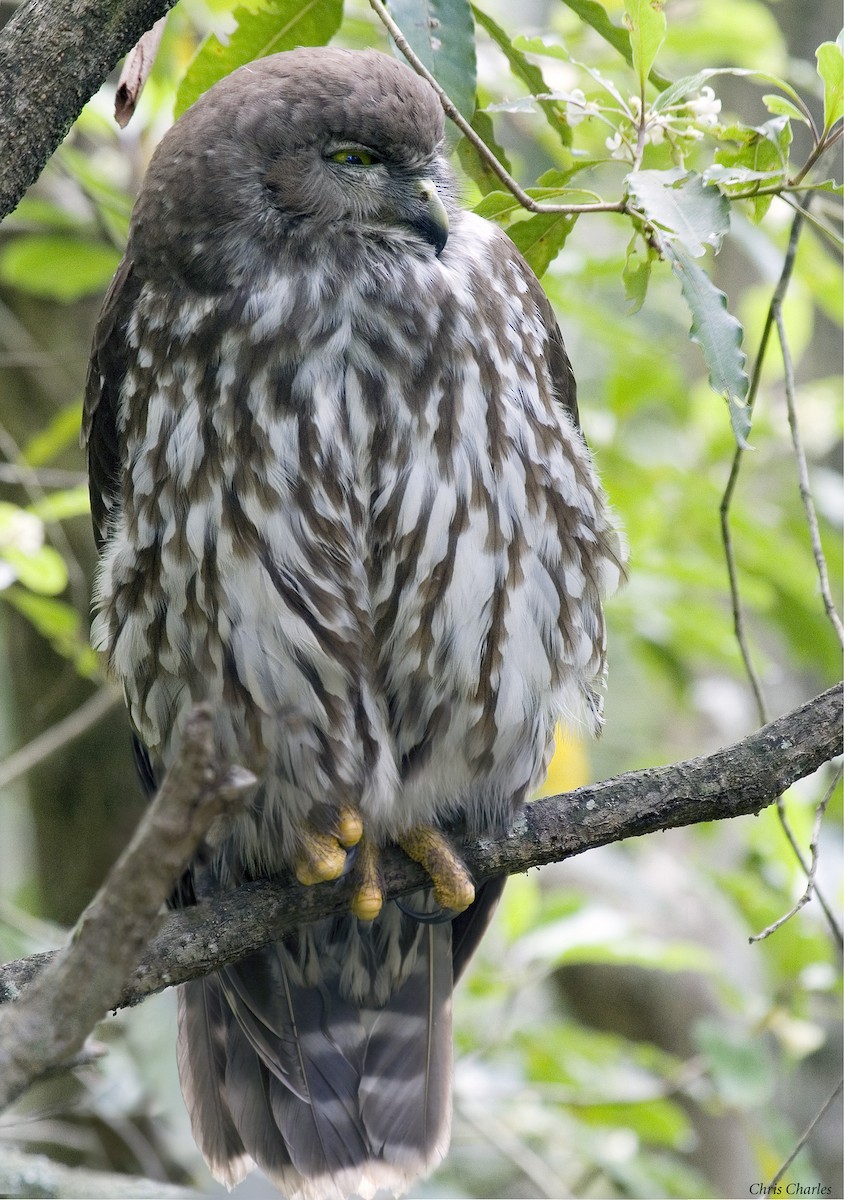 Barking Owl - ML205347091