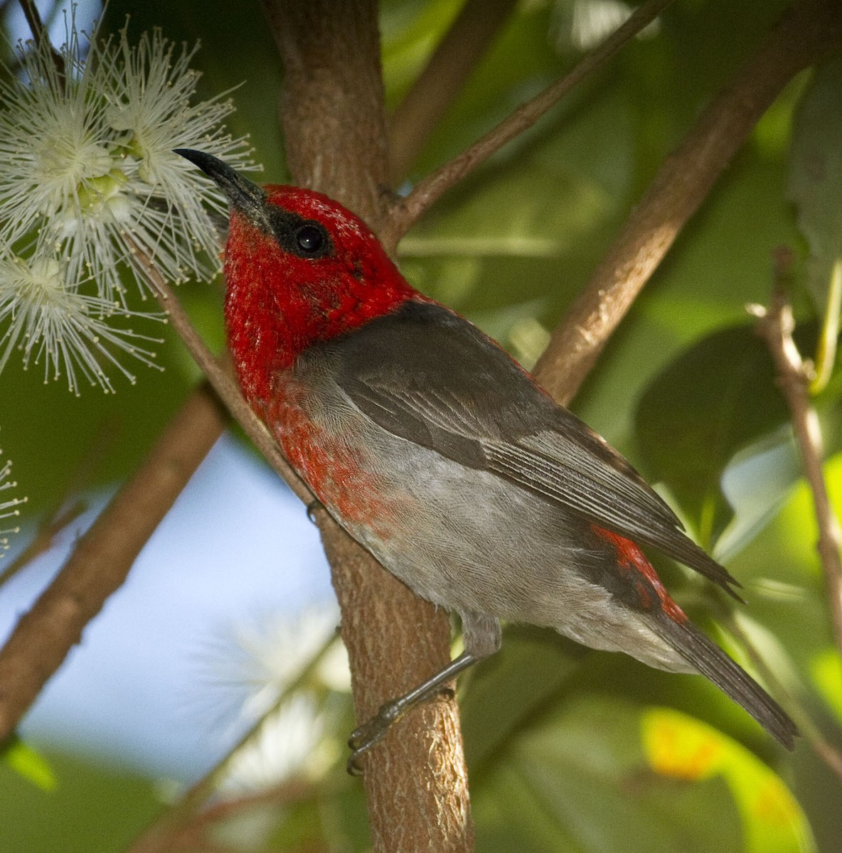 Scarlet Myzomela - ML205347111