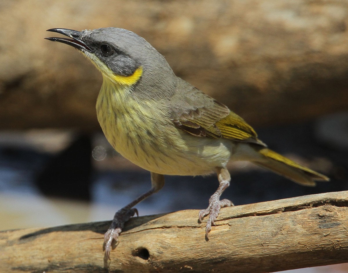 Gray-headed Honeyeater - ML205347131