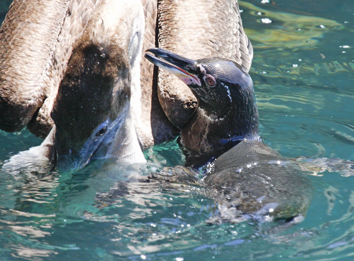 Galapagos Penguin - ML205347271