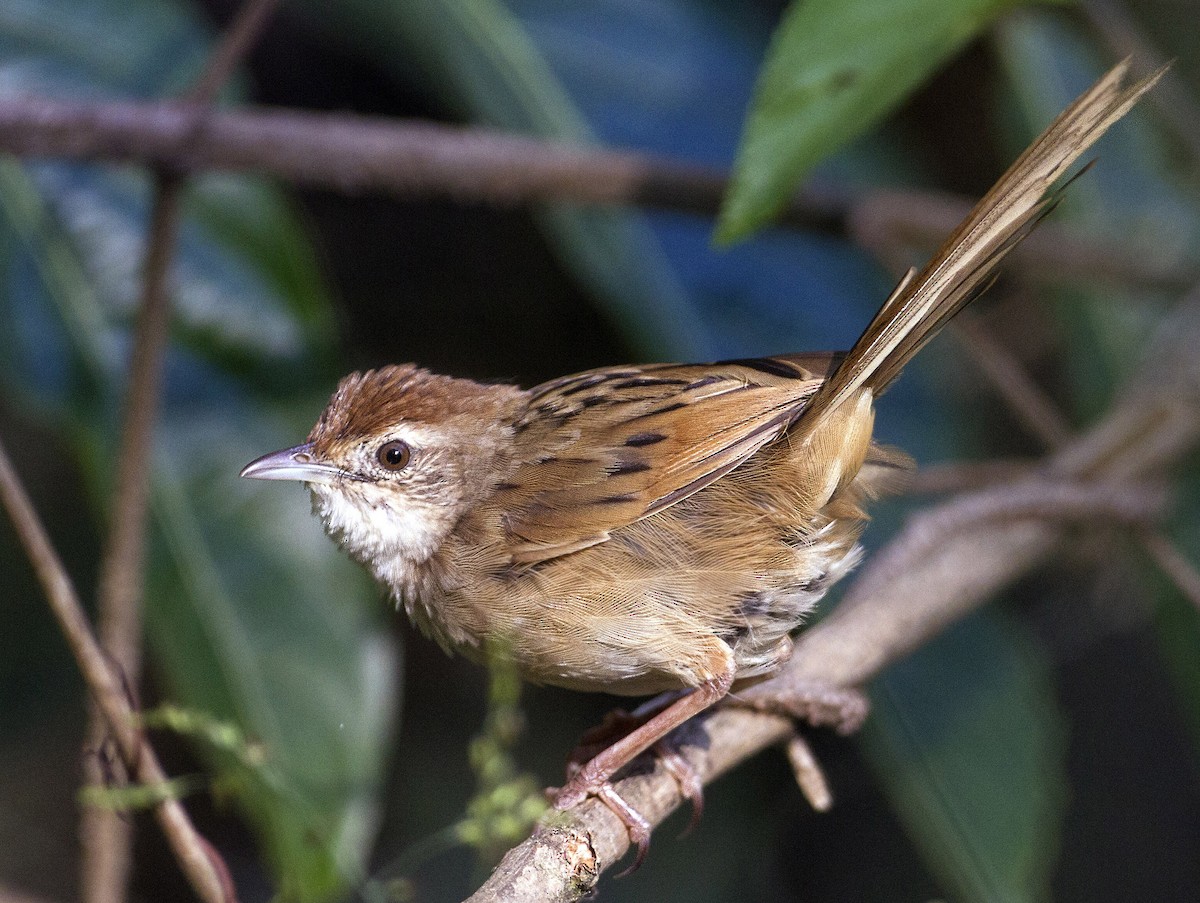 Tawny Grassbird - ML205347371