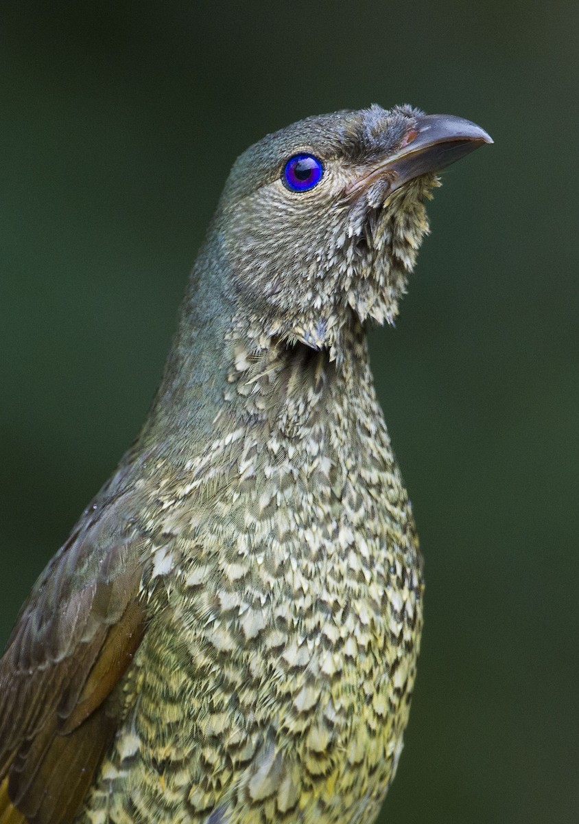 Satin Bowerbird - ML205347401