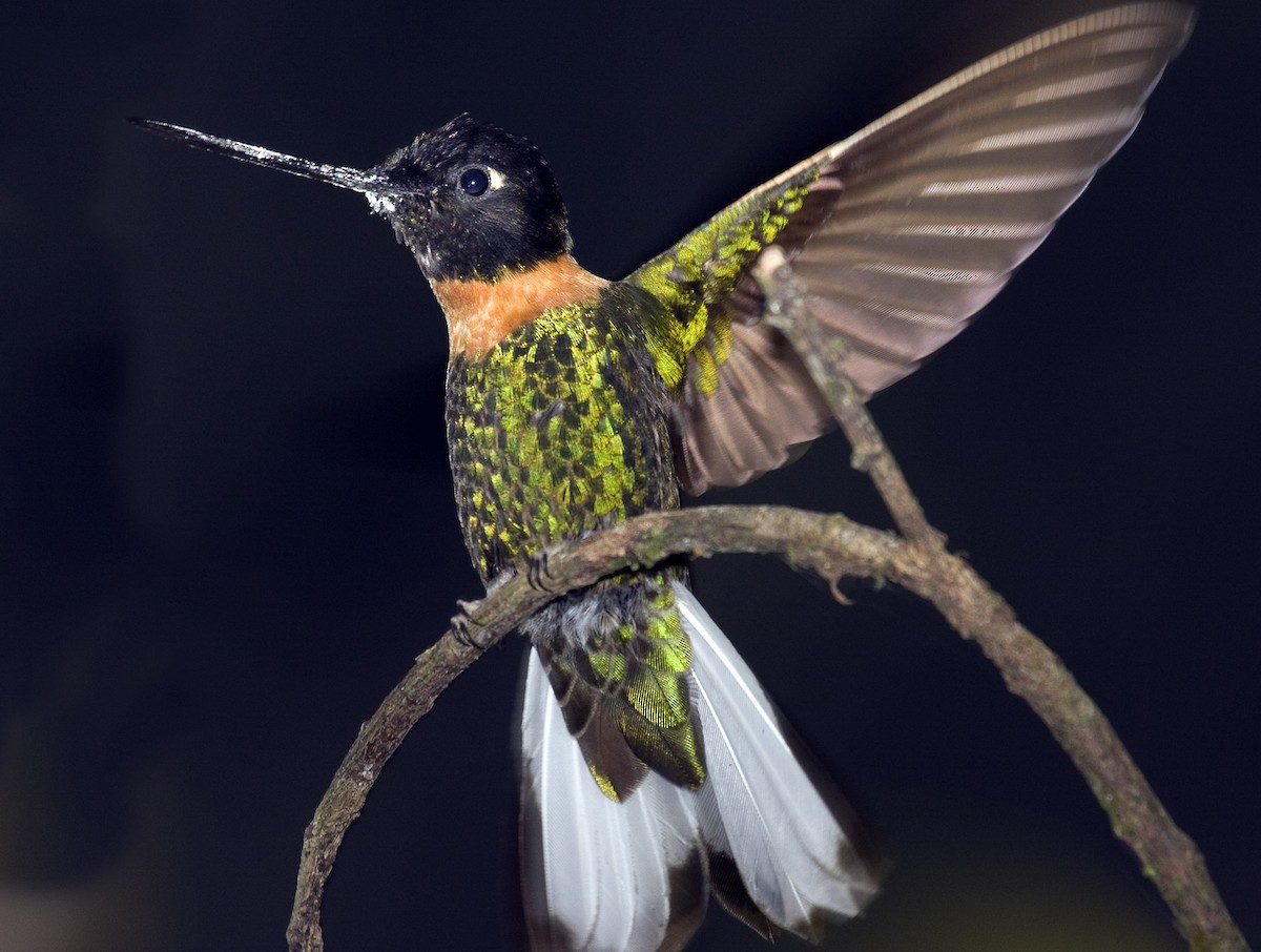 Gould's Inca - ML205347431