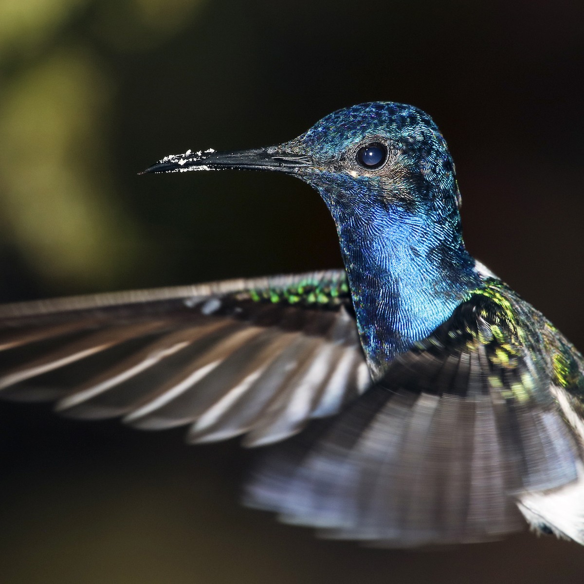White-necked Jacobin - ML205347501