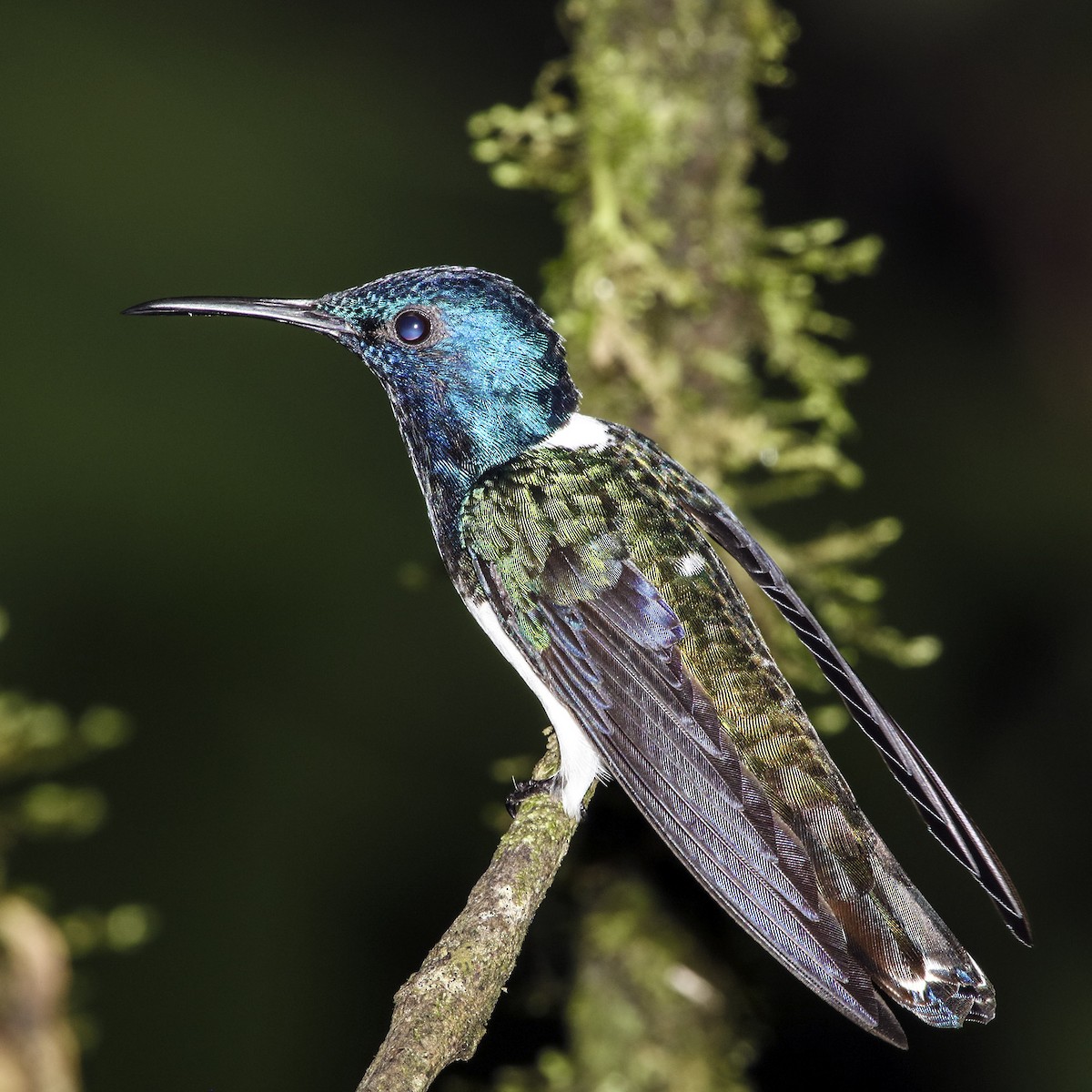 White-necked Jacobin - Chris Charles