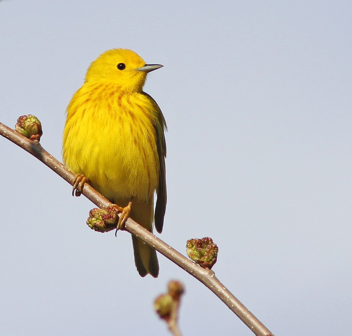 Yellow Warbler (Northern) - David Beadle
