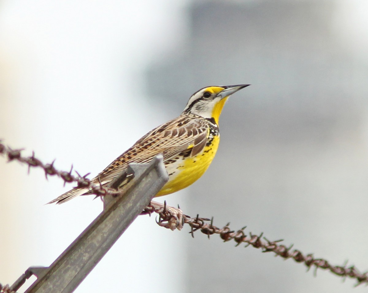 Eastern Meadowlark (Eastern) - David Beadle