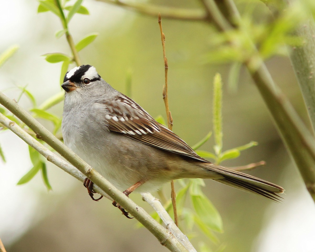 White-crowned Sparrow (leucophrys) - David Beadle