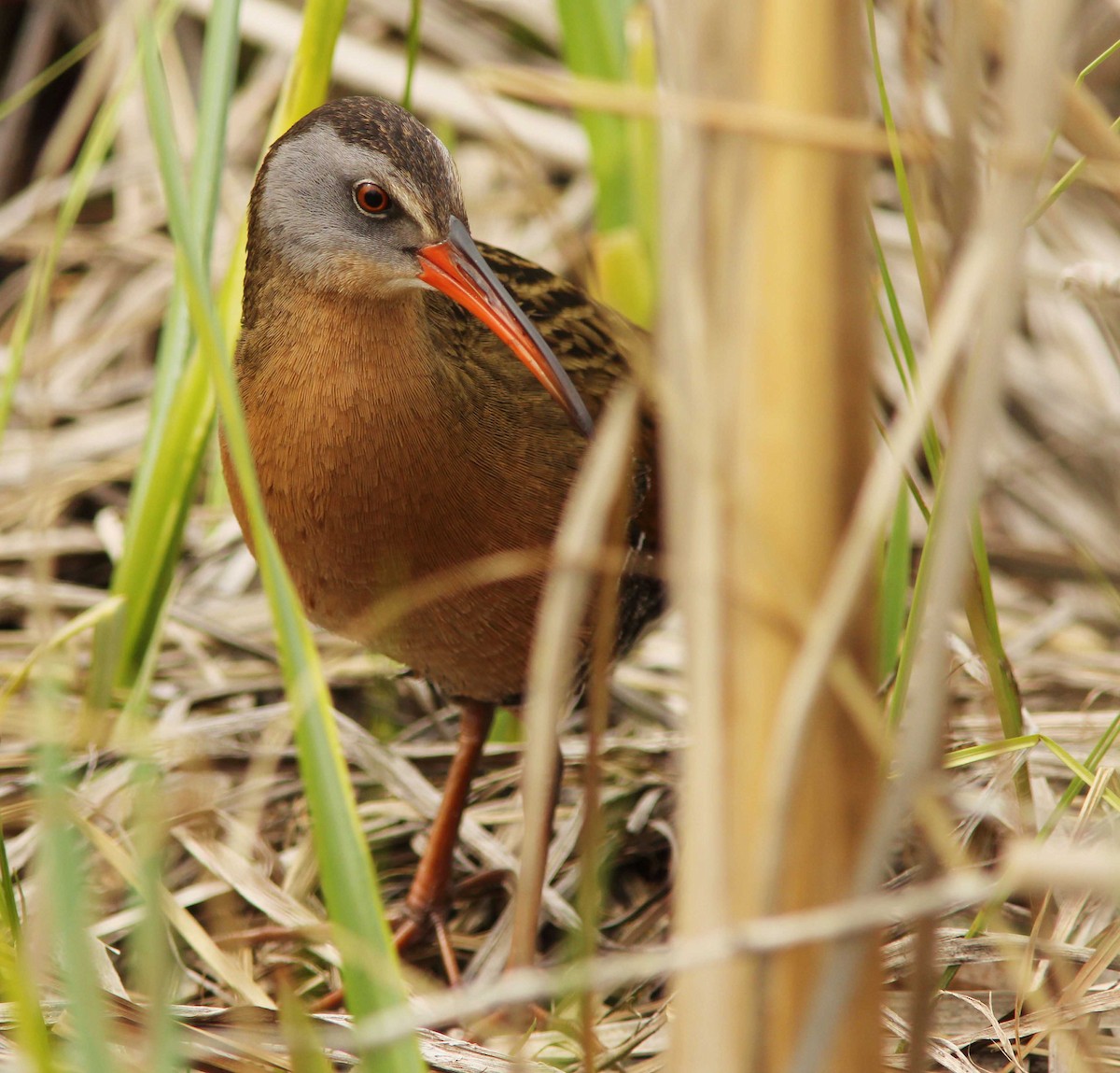 Virginia Rail (Virginia) - David Beadle