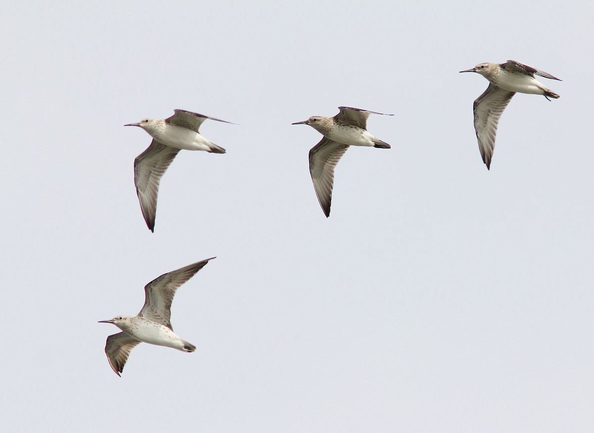 Great Knot - ML205347781