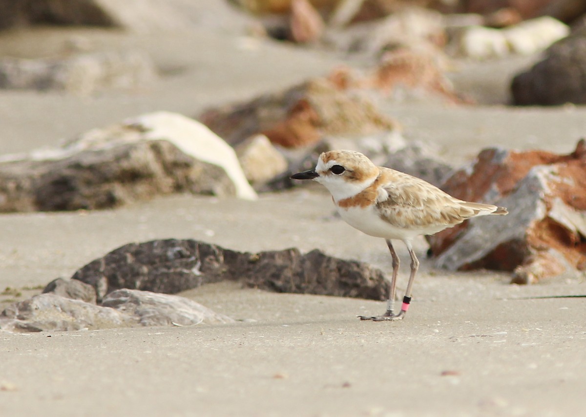 Malaysian Plover - ML205347811