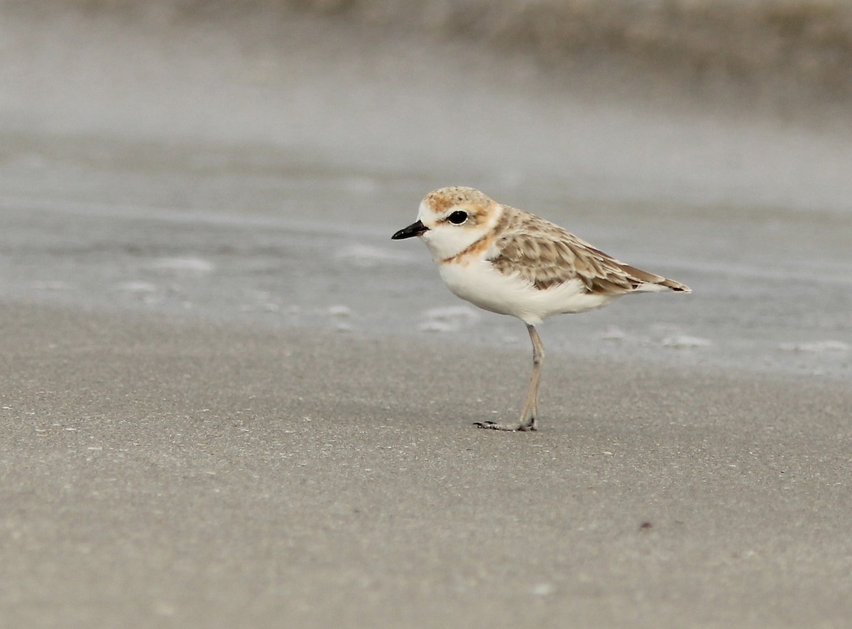 Malaysian Plover - ML205347821