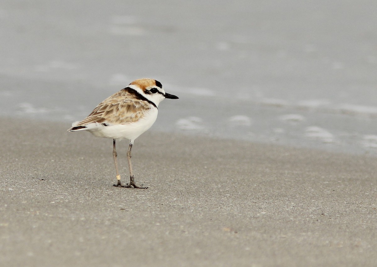 Malaysian Plover - ML205347831