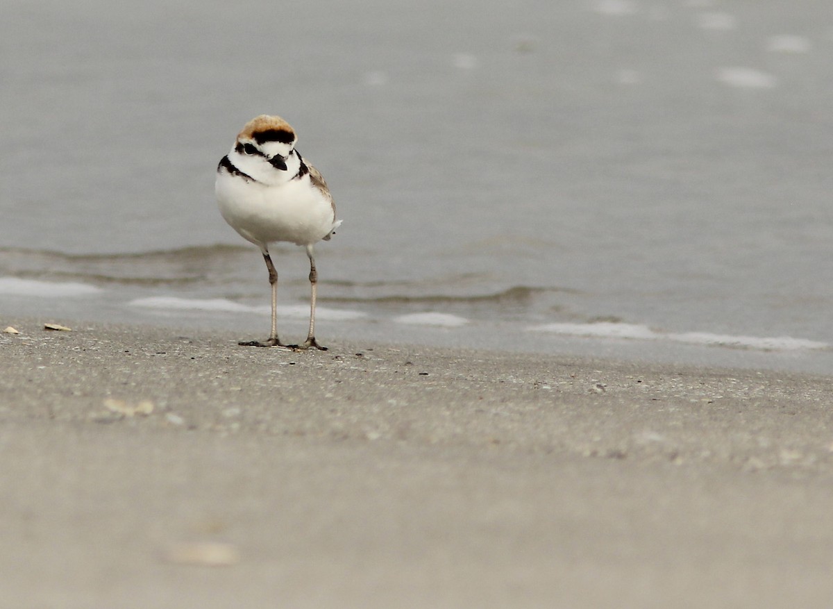 Malaysian Plover - ML205347841