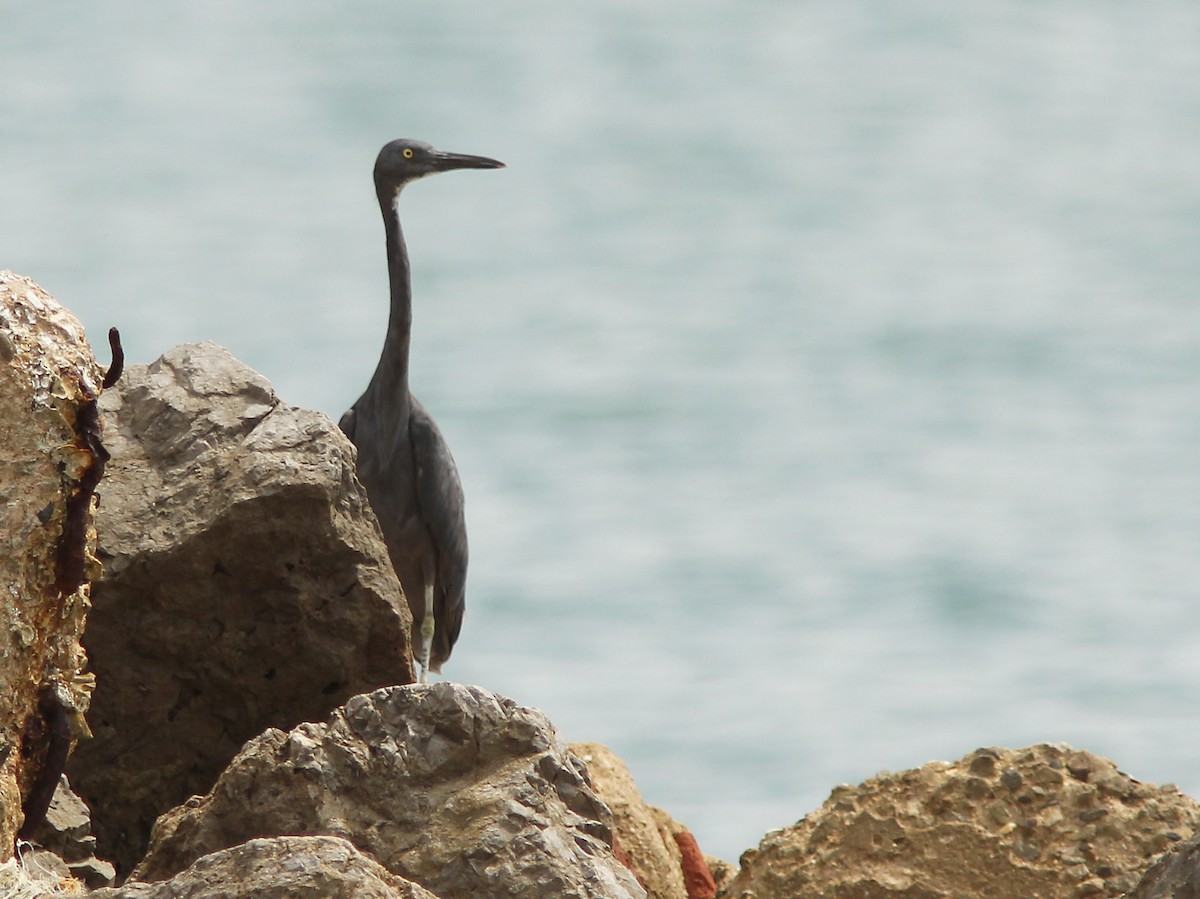 Pacific Reef-Heron - ML205347861