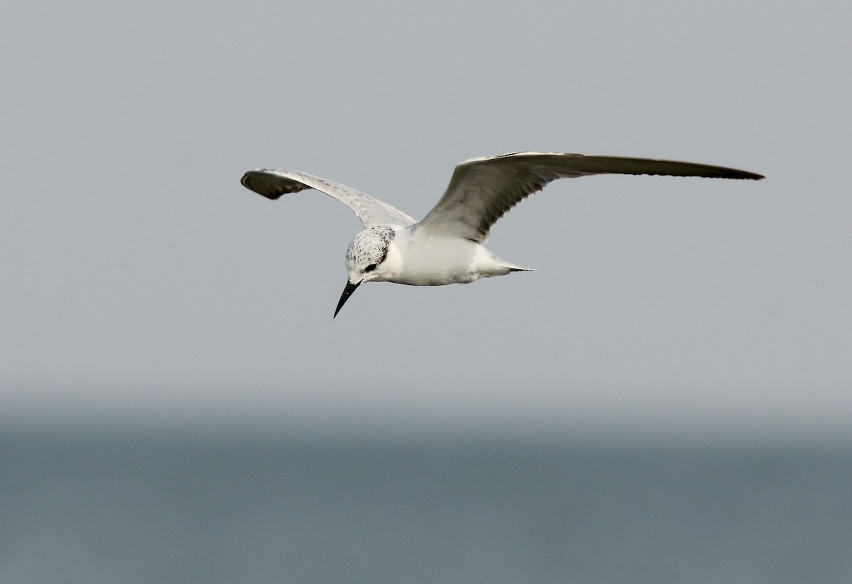 Whiskered Tern - David Beadle