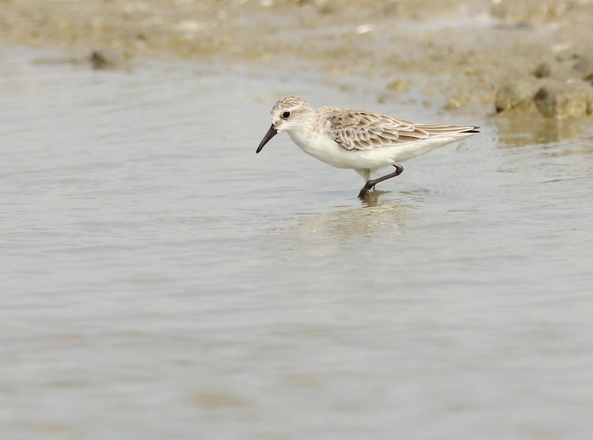 Rotkehl-Strandläufer - ML205347981