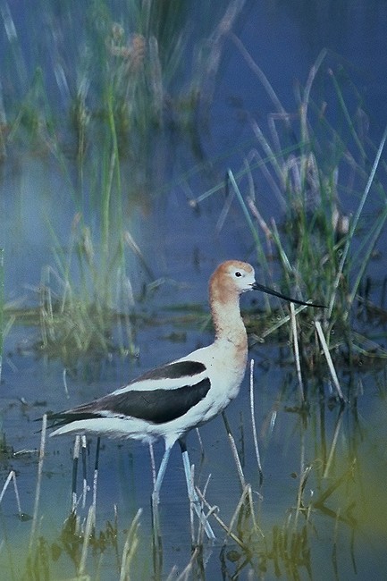 American Avocet - ML205348581