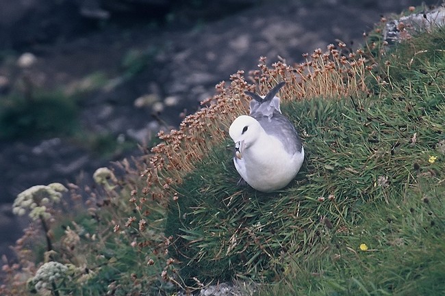 buřňák lední (ssp. glacialis/auduboni) - ML205348611