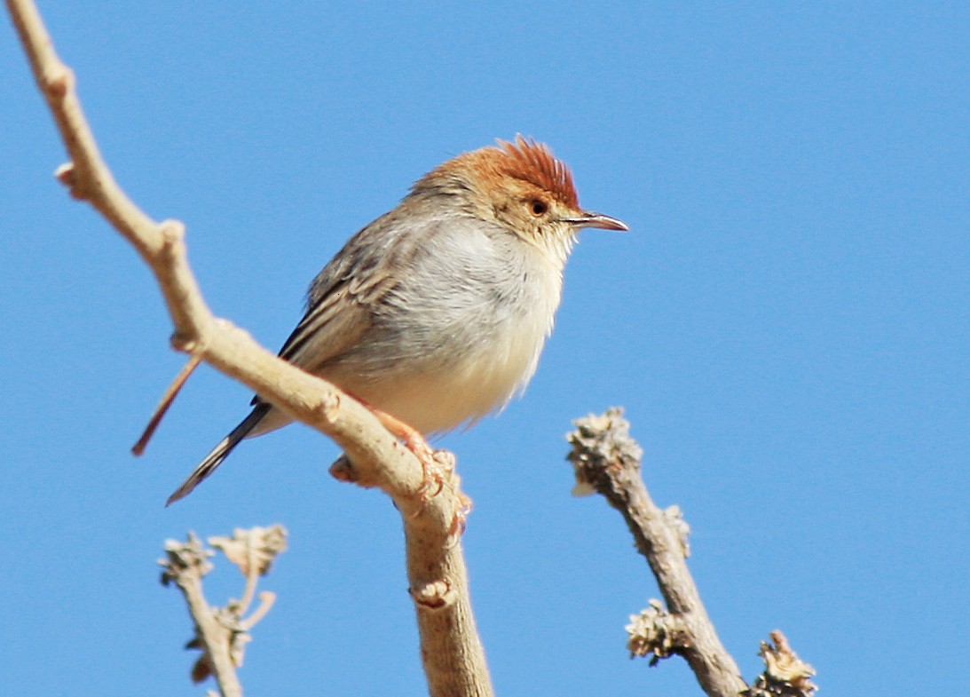 Tiny Cisticola - David Beadle