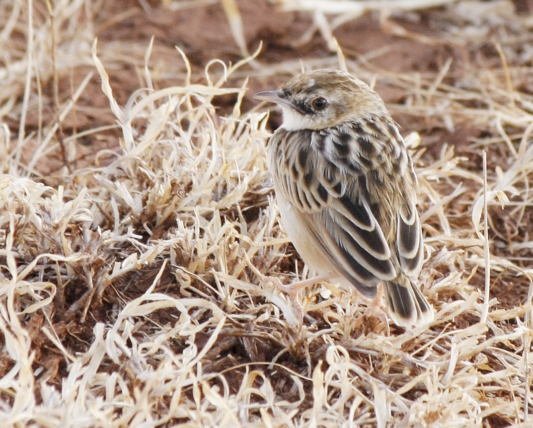 Pectoral-patch Cisticola (Pectoral-patch) - ML205349151