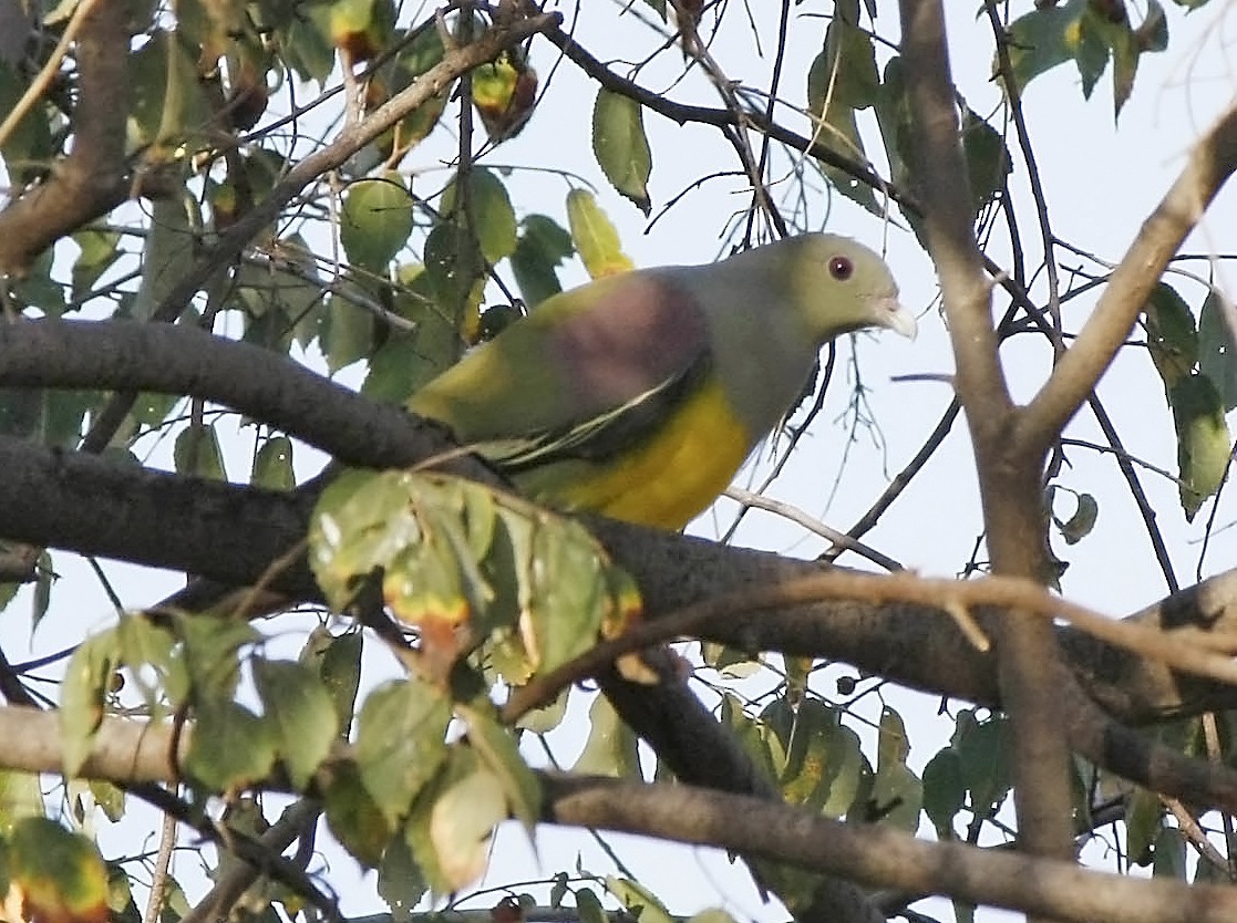 Bruce's Green-Pigeon - ML205349261