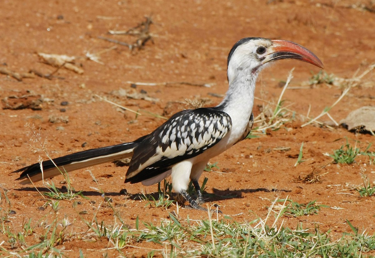 Northern Red-billed Hornbill - ML205349311