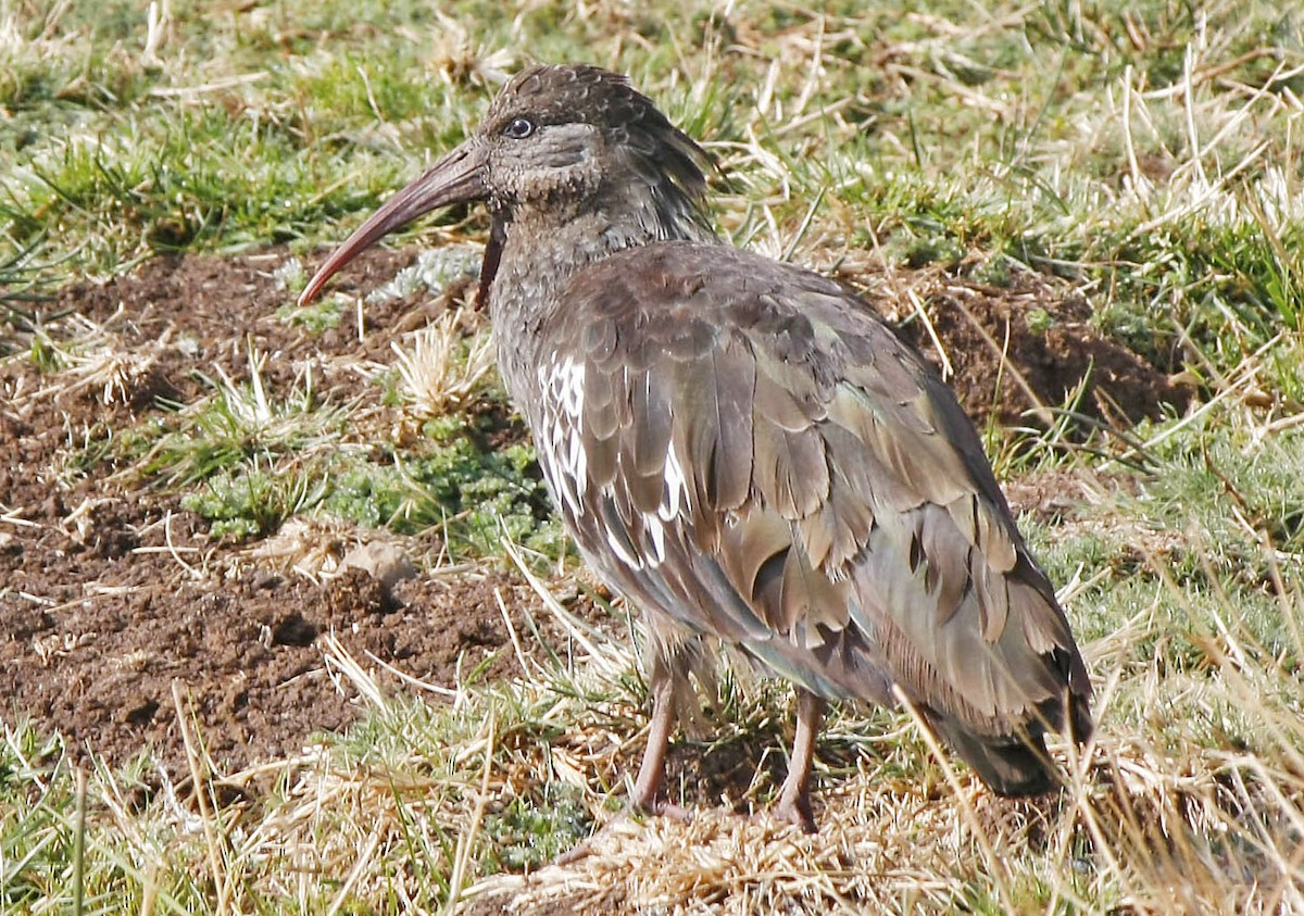 Ibis caronculé - ML205349411