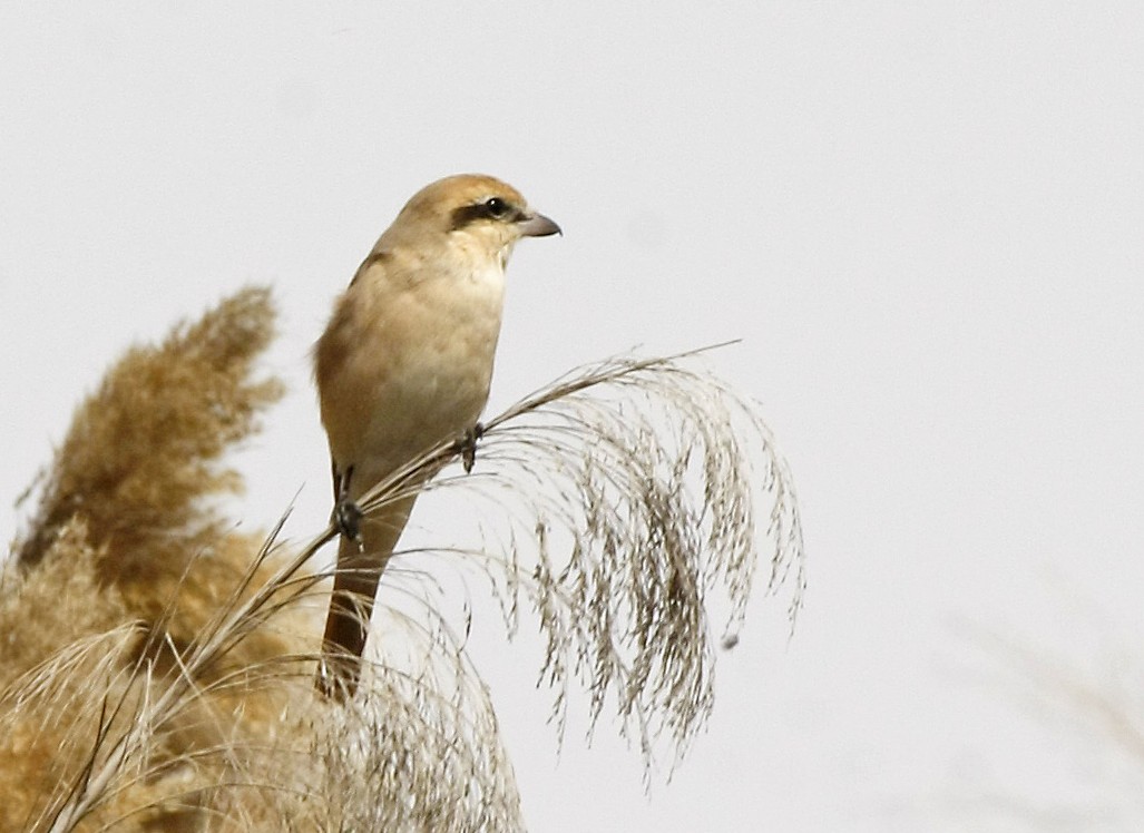 Isabelline Shrike - David Beadle