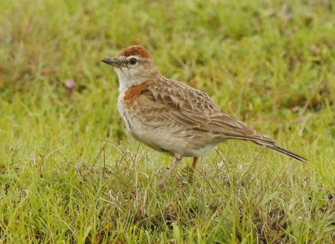 Red-capped Lark - ML205349641