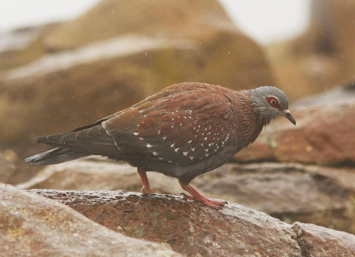 Speckled Pigeon - ML205349651