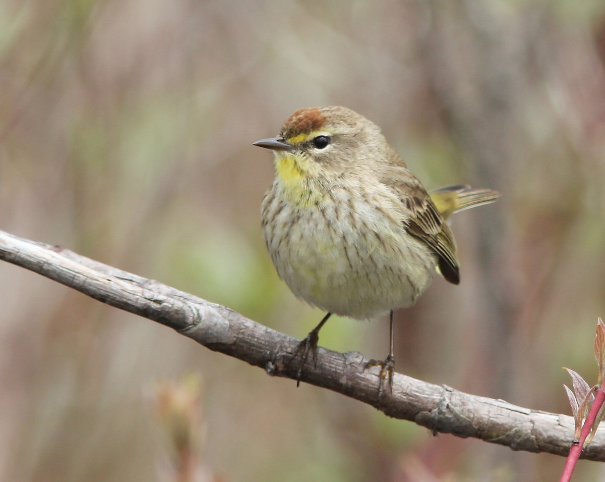 Palm Warbler (Western) - David Beadle