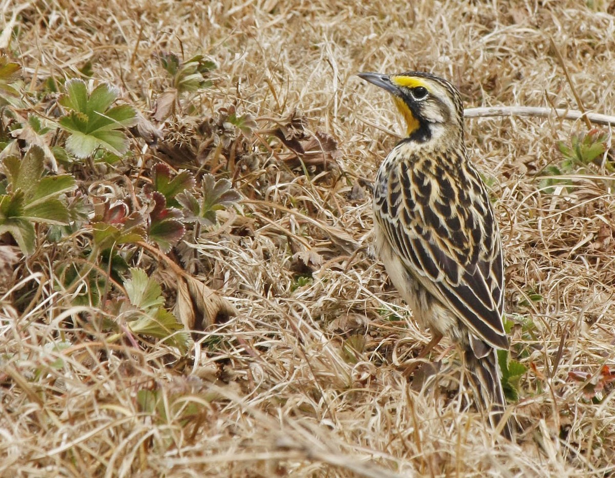 Abyssinian Longclaw - David Beadle