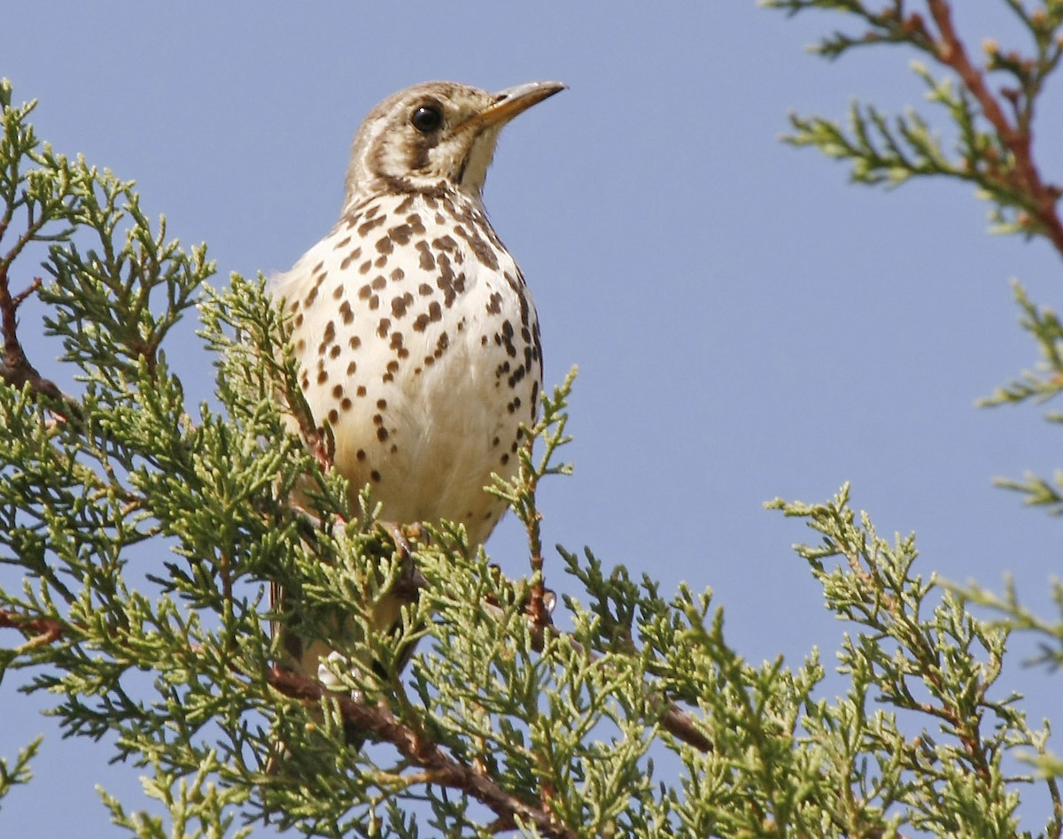 Ethiopian Thrush - David Beadle