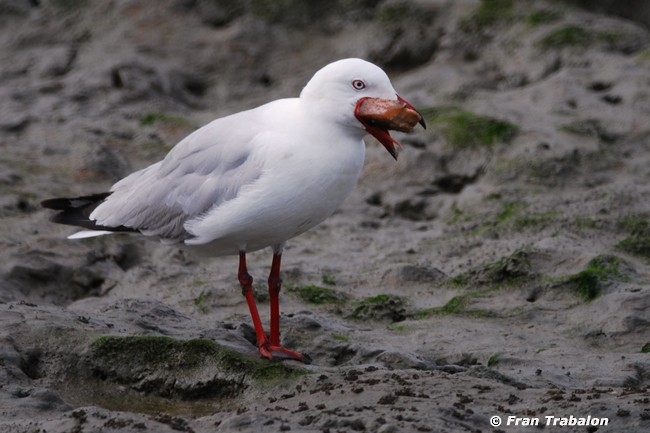 Mouette argentée (novaehollandiae/forsteri) - ML205350811