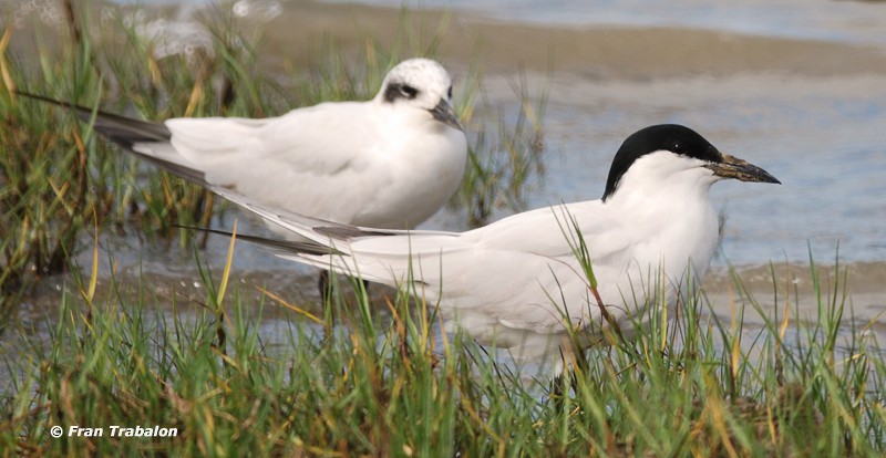 Australian Tern - ML205350831