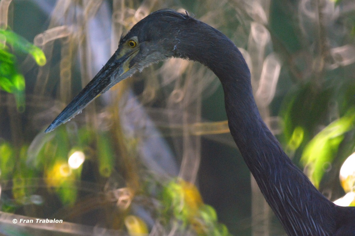 Great-billed Heron - ML205350911