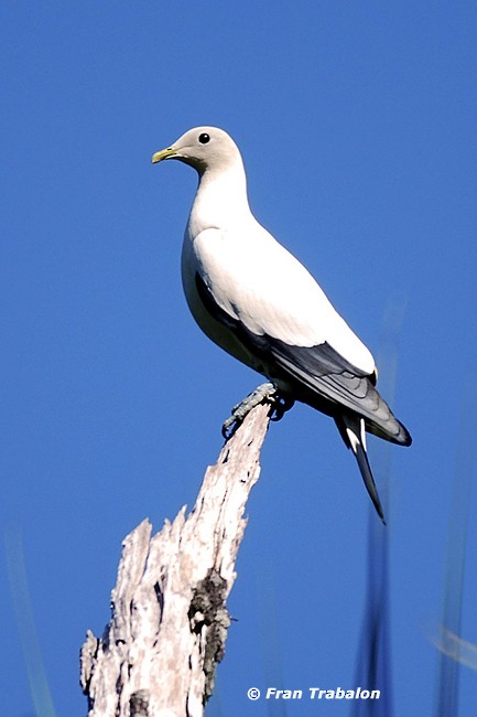 Torresian Imperial-Pigeon - ML205350941