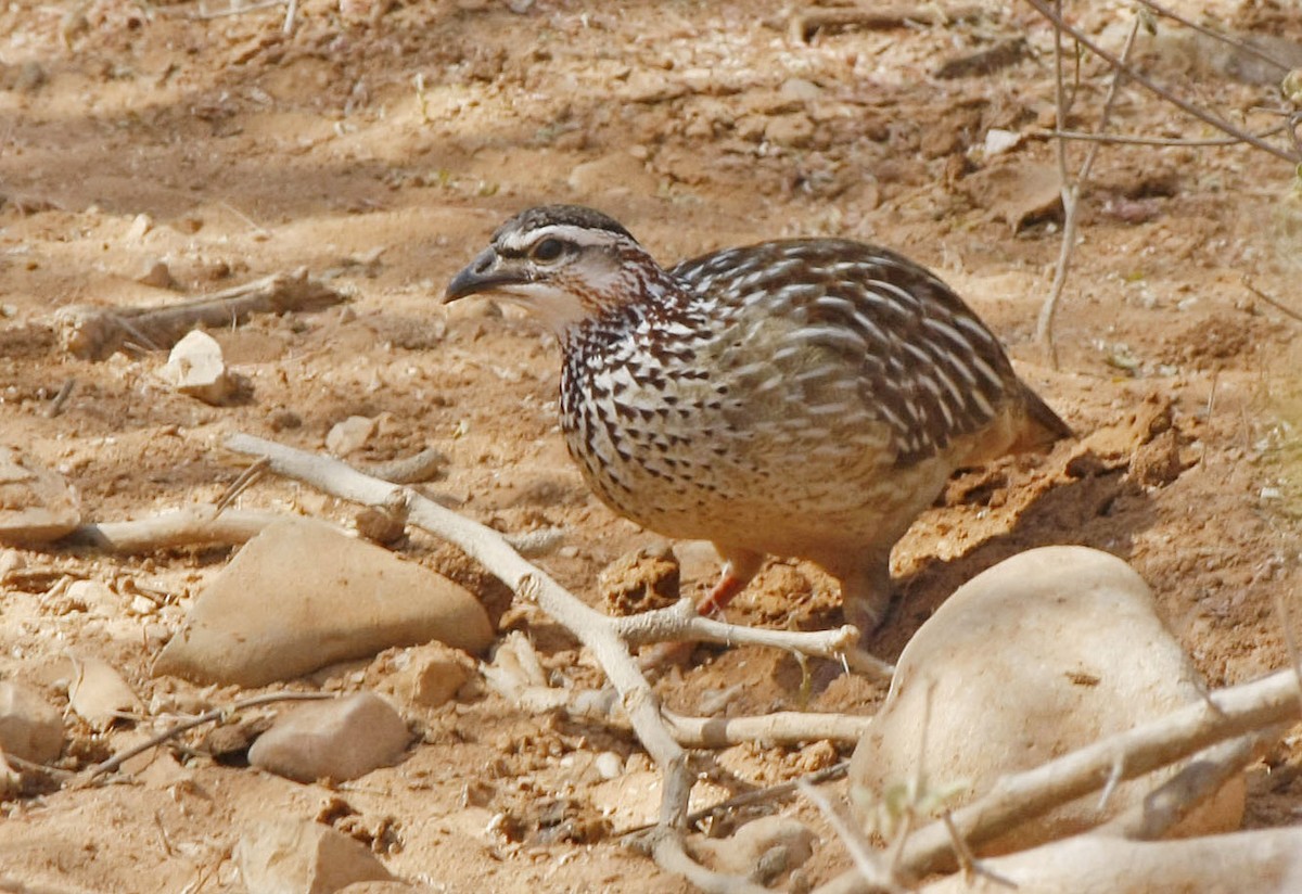 Crested Francolin - ML205351011