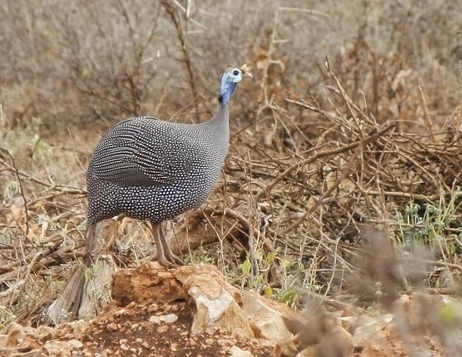 Helmeted Guineafowl (Helmeted) - ML205351041