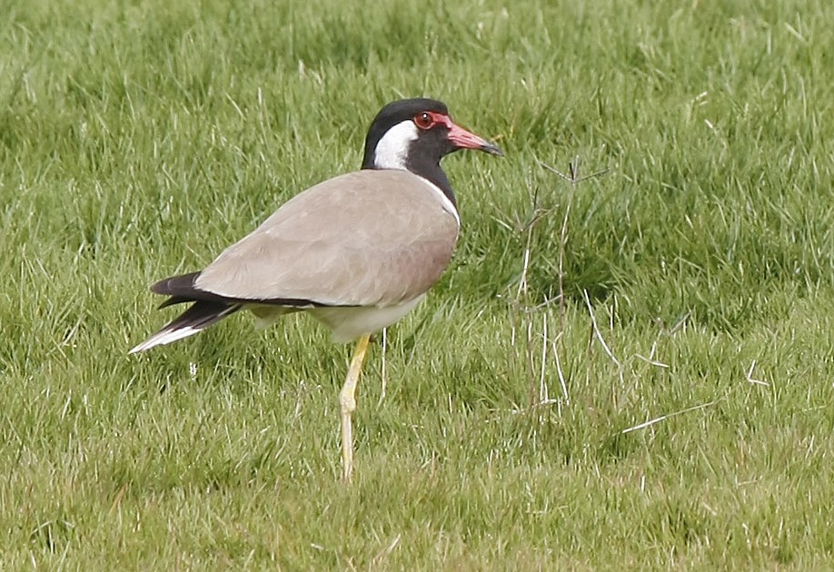 Red-wattled Lapwing - David Beadle
