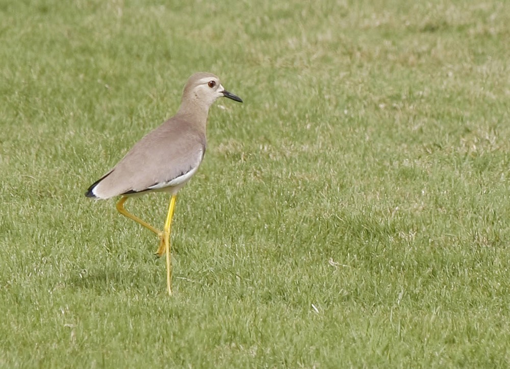 White-tailed Lapwing - David Beadle