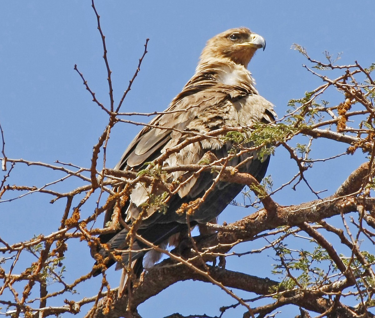 Tawny Eagle - David Beadle