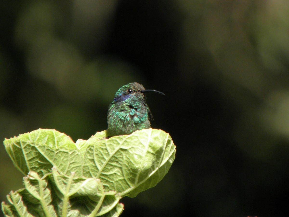 kolibřík modrouchý (ssp. cabanidis) - ML205351621